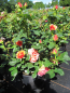 Preview: Rosa Easy Does It